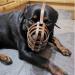 Genuine Leather Dog Muzzle for American Bully Bully XL and other similar snout (Natural Leather AB4) Natural Leather AB4 - Buy Online on GoSupps.com