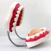 LBYLYH Life-Size Teeth Model | Natural Human Mouth Training Material | Adult Toothbrush Demonstration - Buy Online on GoSupps.com