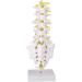 Buy Lumbar Model Utensil Tool for Spine - Essential Lumbar Spine Model & Back Braces | International Shipping Available - Buy Online on GoSupps.com