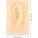 Baluue Ear Model Display - Acupoint Learning Tool & Ear Cleaning Practice Props - Ideal for Hearing Aid & Earplug Simulation - Buy Online on GoSupps.com