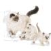 Royal Canin Mother and Babycat Dry Cat Food 2kg - Buy Online on GoSupps.com