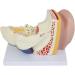 Human Ear Anatomical Enlargement Model Detachable Ear Model Ear Structure Model Inner Ear Labyrinth Suitable for Medical Teaching - Buy Online on GoSupps.com