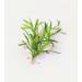 Organic Tarragon Dried 15 G - Lebensbaum - Buy Online on GoSupps.com