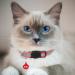 Hepplly 6-Pack Cat Collars - Quick Release Reflective Kitten Collars with Bells | Multicolored Pet Accessories for Safe Adventures - Buy Online on GoSupps.com