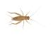 Livefoods4u Medium House Brown Crickets Live Food (8-12mm) - Perfect for Reptiles and Lizards - Sustainably bred (Pre Pack Approx 125)
