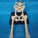 Dog Hip Joint Skeleton Medical Model Veterinary Teaching Demonstration Dog Hip Model Dog Skeleton Animal Pet Veterinary Medical Veterinary Teaching Animal Model - Buy Online on GoSupps.com