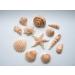 Rainbow Cake Toppers 24x Edible Sea Shells Cupcake Decorations Mermaid Cupcake Toppers Under the Sea Cake (RCT-0047) - Buy Online on GoSupps.com