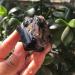 Natural Crystal Rough 1pcs Natural Black tourmarine and Crystal Specimen Reiki Healing Crystals Rough Gemstone for Home Decoration - Buy Online on GoSupps.com
