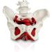 ASSICON Human Body Anatomy Model - Pelvic Floor Muscles & Reproductive Organs with Removable Ovaries & Uterus - Ideal for Teaching & Learning - Buy Online on GoSupps.com