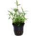 Tropica Murdannia keisak Bamboo No.135 - Premium Aquatic Plants for Your Aquarium - Fast International Shipping - Buy Online on GoSupps.com
