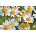 Breaches Moments Massage Oil 500ml - Chamomile Blend with Argan Almond Grape Seed & Sunflower Oils - Perfect for Professional Use | International Shipping - Buy Online on GoSupps.com
