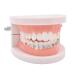 Angzhili Temporary Tooth Decoration Practice Props with Metal Bracket, Wires, and Ligature Ties - Buy Online on GoSupps.com