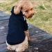 Ducomi Hood Dogs Sweatshirt | 100% Cotton Dog Sweater for All Breeds & Sizes | Warm Monochrome Coat XS to 9XL (Black XL) - Buy Online on GoSupps.com
