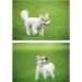 EGURS Dog Baseball Hats & Sunbonnets - Peace Designs for Small Medium & Large Dogs and Cats - Black M - Buy Online on GoSupps.com