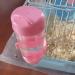 NA 2 Pcs(80ml) Hamster Dispenser Bottle Plastic Hanging Water Bottle Small Animal Water Bottle for Rabbit Guinea Pig Rat Gerbil - Buy Online on GoSupps.com