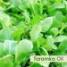 Taramira Oil 100% Natural - Pure Undiluted Essential Oil for Skin & Hair | International Shipping - Buy Online on GoSupps.com