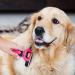 Dakpets Dog Brush | Professional Undercoat Brush for Dogs & Cats | Stainless Steel Long-Haired Pet Grooming Tool | Perfect for Pink-Loving Pet Owners - Buy Online on GoSupps.com