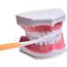 AWJ Dental Care Model - 28 Teeth Toothbrush Demo Model for Kids | Standard Size Tooth Care Teaching Aid - Buy Online on GoSupps.com