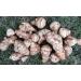Fresh Jerusalem Artichoke Tubers for Gardening Outdoors - 15 Sunchokes & 10 Sunroots - Buy Online on GoSupps.com