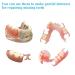Denture Material Kit | DIY Full Denture Repair for Missing Teeth - International Shipping Available - Buy Online on GoSupps.com