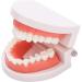 Teeth Model & Denture Gums 28Pcs - Standard Adult Teaching Tool | International Shipping - Buy Online on GoSupps.com