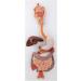 Human Digestive System Model - 3 Part Anatomical Display | Educational Tool for Anatomy Lessons - Buy Online on GoSupps.com