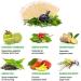 WisePatch Fuji Mint Sticker 50 Pcs - Refreshing Mint Design - Buy Online on GoSupps.com