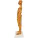 High-Quality Acupuncture Point Body Model - Exquisite Craftsmanship & Practical Accessories for Training - Buy Online on GoSupps.com