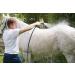 Aqueos Antibacterial Antiviral Antifungal Horse Shampoo - for Itchy Skin Minor-Wounds Cuts Grazes Skin Irritations & Sensitive Skin | Soothing & Deodorising Medicated Shampoo Alternative | 1L 1 l (Pack of 1) - Buy Online on GoSupps.com