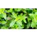 Organic Tulsi Powder 100g | Holy Basil Supplement by Indigo Herbs - Buy Online on GoSupps.com