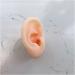 Simulation Silicone Right Ear Model Soft Silicone Artificial Ear Model for Ear Picking Practice Long Ear Canal for Teaching Students Simulation Display Props Teaching Tools Jewelry Display.