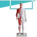 UIGJIOG 60cm Human Acupuncture Model - Unisex Adult Anatomy & Acupuncture Points for Professionals | Ideal for Acupuncturists - Buy Online on GoSupps.com