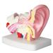 Ear Model Human Ear Anatomy Model 1.5X Magnification Model Suitable for Medical