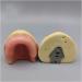 Fhuili Dental Implant Practice Model - Gum-Free Distental Model for Advanced Training - Buy Online on GoSupps.com