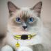 Hepplly 6-Pack Reflective Cat Collars with Bells - Quick Release Kitten Collars in Yellow | International Shipping - Buy Online on GoSupps.com