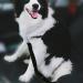 4PCS Dog Car Seat Belts Harness Cat Vehicles Safety Leads Seat Belts Clip Dog Car Restraints Harness Seatbelt Safety Belt Anti Shock Pet Seatbelt Clip for Vehicle Adjustable - Buy Online on GoSupps.com