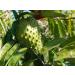 FEUILLES DE COROSSOL S CH ES 100% Naturel Non trait es R colte sauvage Sans pesticides. Soursop Graviola. Marque fran aise L'EssenCiel. 100g - Buy Online on GoSupps.com