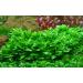 Staurogyne Repens - Live Aquarium Plants