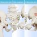 NEW HORIZON Female Pelvis Skeleton Model - Life Size Movable Femur Heads | Educational Tool for Midwives & Nursing Students - International Shipping Available - Buy Online on GoSupps.com