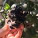 Natural Crystal Rough 1pcs Natural Black tourmarine and Crystal Specimen Reiki Healing Crystals Rough Gemstone for Home Decoration - Buy Online on GoSupps.com