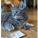LEO L WENKATZ Matatabi Fruits - Intense Catnip Alternative | Premium Cat Toys for Happy Felines - Buy Online on GoSupps.com
