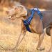 Truelove No Pull Dog Harness - Reflective Adjustable Soft Padded Vest with Handle | TLH56512 m Gray - Ideal for All Breeds - Buy Online on GoSupps.com