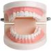 WANGCL Teeth Dental Demonstration Model - Anatomical Tooth Model for Dental Teaching & Oral Care | International Shipping Available - Buy Online on GoSupps.com