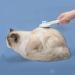 Marchul Cat Grooming Brush - Self Cleaning Slicker Brush for Long & Short Haired Cats - Shedding Tool for Loose Undercoat - Kitten Fur Brush in Blue - Buy Online on GoSupps.com