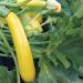 PLAT Firm Germinazione dei semi: 25 - Semi: ibrida Goldrush Yellow Zucchini Squash-cremoso Carne Bianca! Tasty TRASPORTO Libero! - Buy Online on GoSupps.com