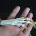 Wixine Fox Feet Articulated Bones Claws | Taxidermy Art Supplies - Buy Online on GoSupps.com