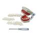 Buy Youya Dental TM-021 Replacement Teeth - 32 Pieces for Perfect Smile - Buy Online on GoSupps.com