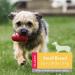 KONG Classic Dog Toy - Durable Rubber Chew & Fetch Toy for Small Dogs - Buy Online on GoSupps.com