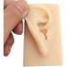 ERNZI Life Size Human Ear Model Set - 1:1 Acupuncture Educational Tool (Left & Right 9x5x7 cm) - Ideal for Students & Practitioners - Buy Online on GoSupps.com