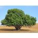 100% Pure Locust Bean Gum for Ice Cream & Sorbets - 50g Pack - Ideal Thickening Agent - Buy Online on GoSupps.com